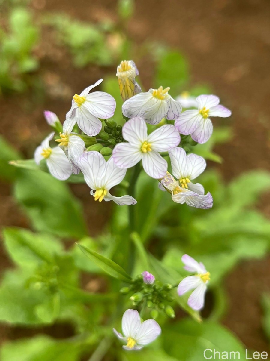 Raphanus raphanistrum L.